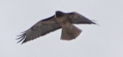 Red-tailed Hawk - ML616535662