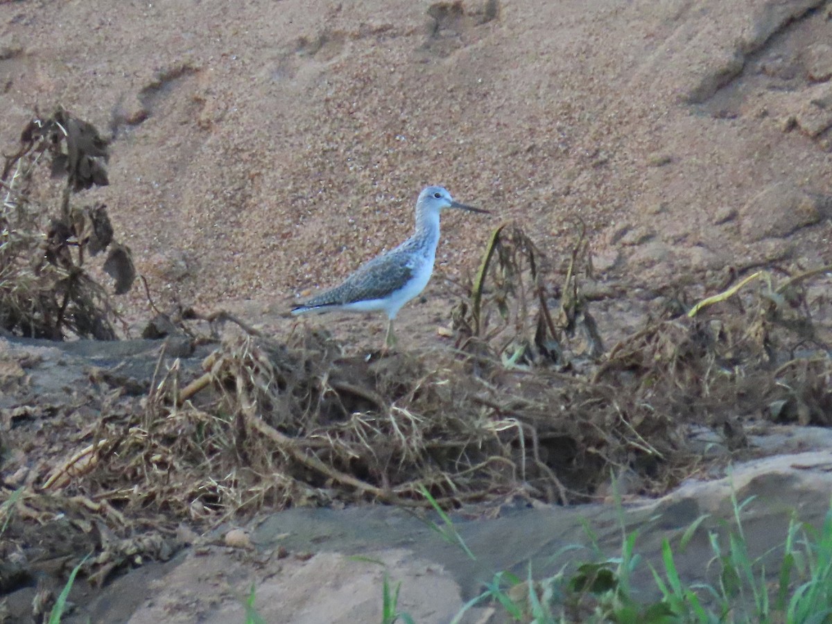 Common Greenshank - ML616535663