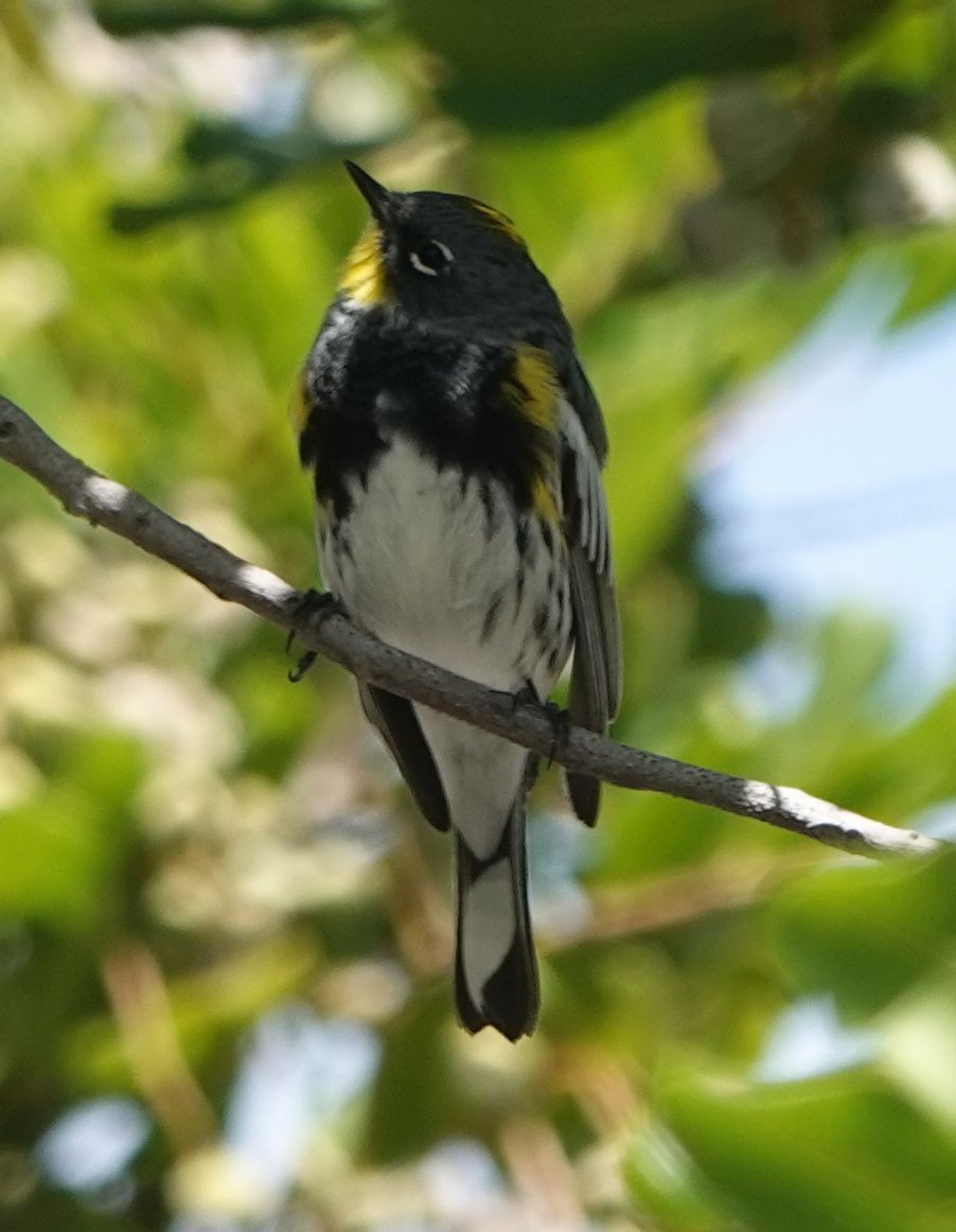 Yellow-rumped Warbler (Audubon's) - ML616535664