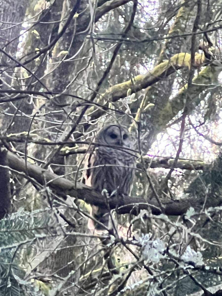 Barred Owl - Nikolas parks