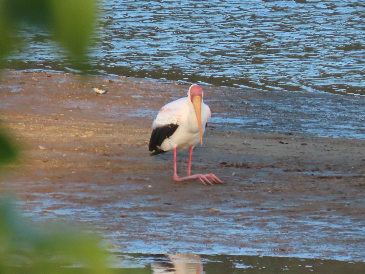 Yellow-billed Stork - ML616535727