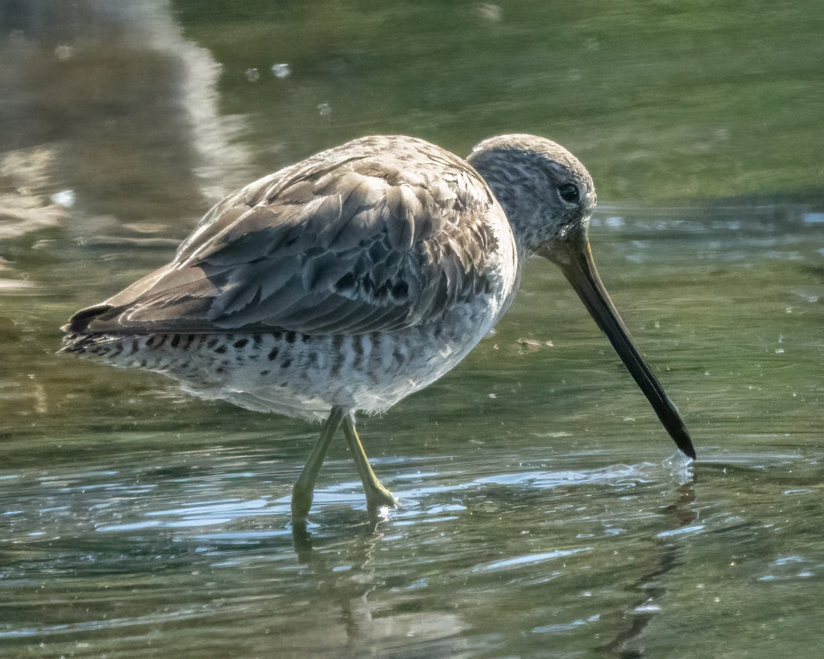 Long-billed Dowitcher - ML616535730