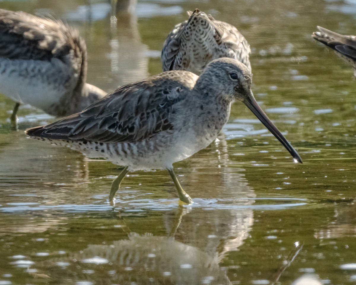 Long-billed Dowitcher - ML616535731
