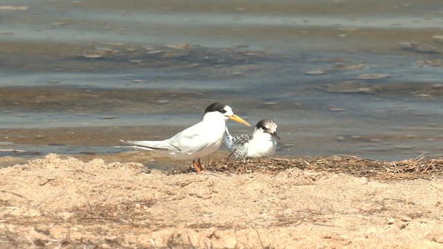 Australian Fairy Tern - ML616535740