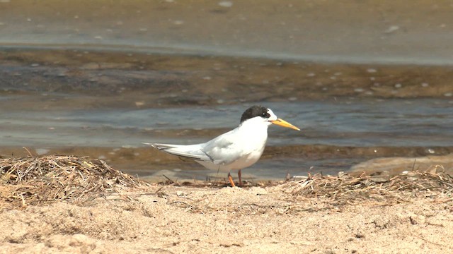 Australian Fairy Tern - ML616535741