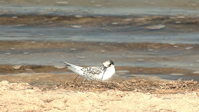 Australian Fairy Tern - ML616535744