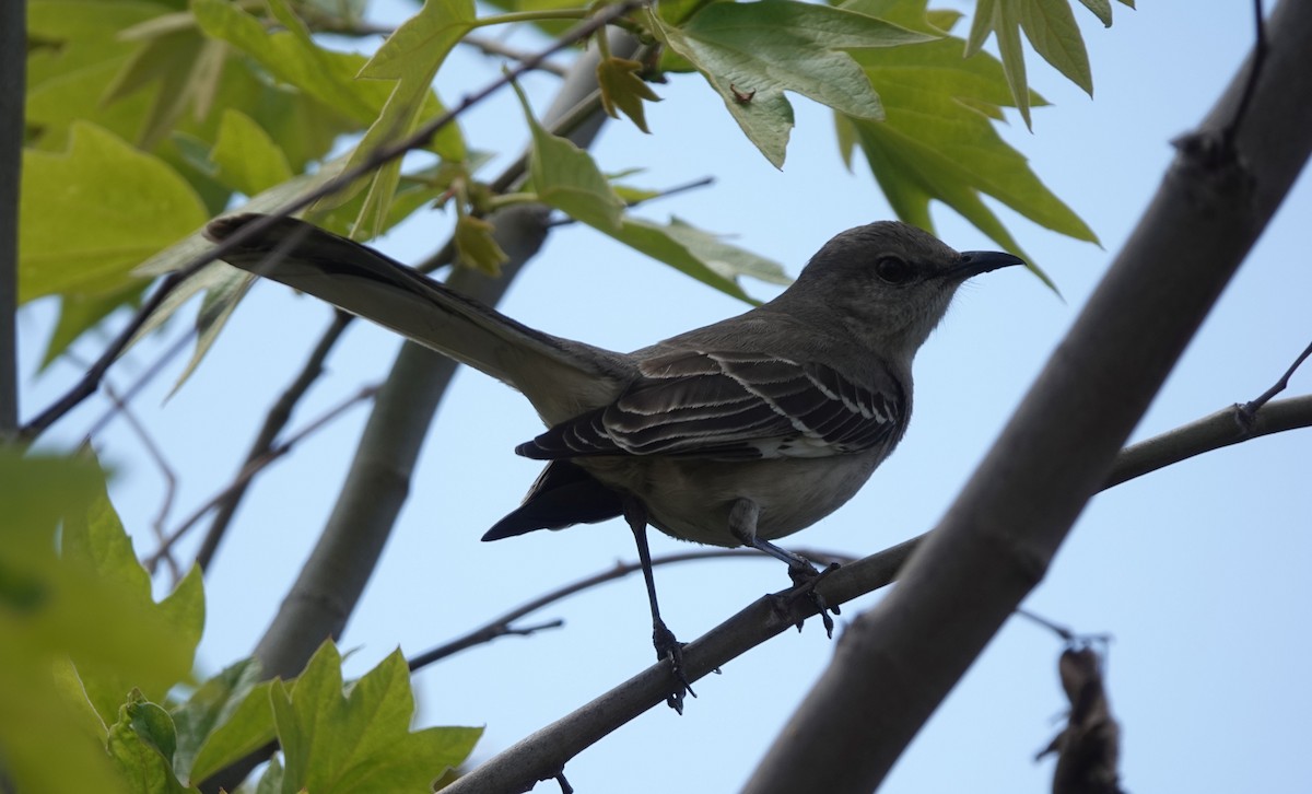 Northern Mockingbird - ML616535747