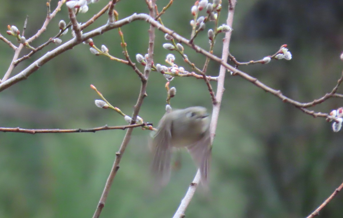 Ruby-crowned Kinglet - Nancy Miller