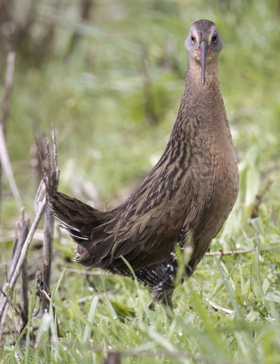 Virginia Rail - ML616535777