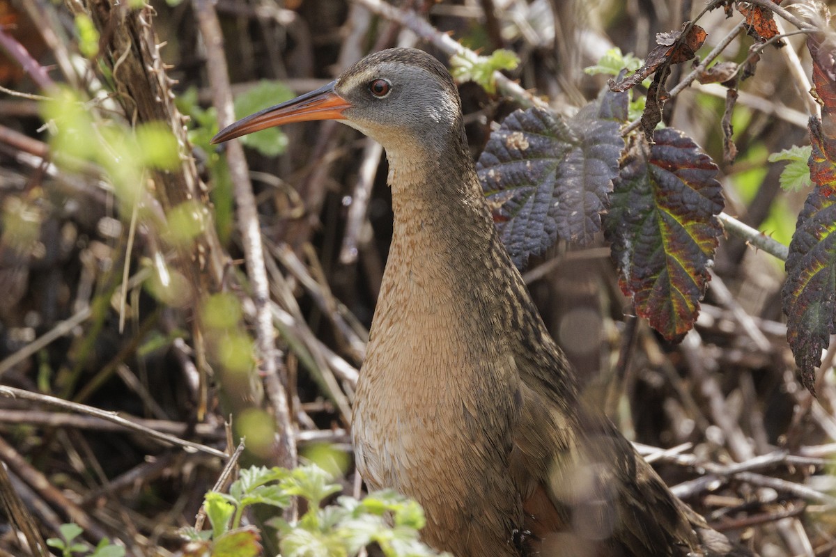 Virginia Rail - ML616535778