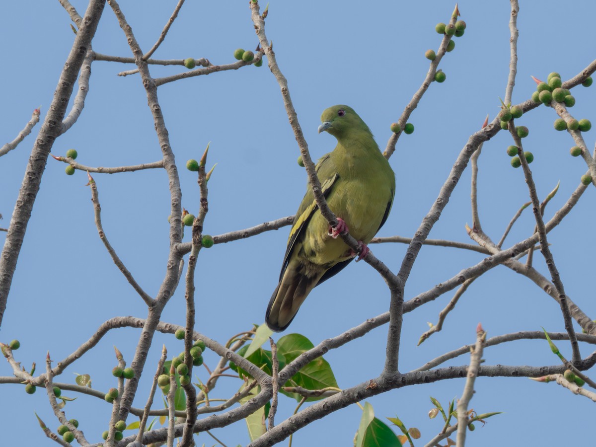 Pink-necked Green-Pigeon - ML616535782