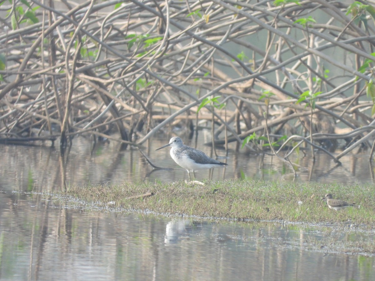 Common Greenshank - ML616535800