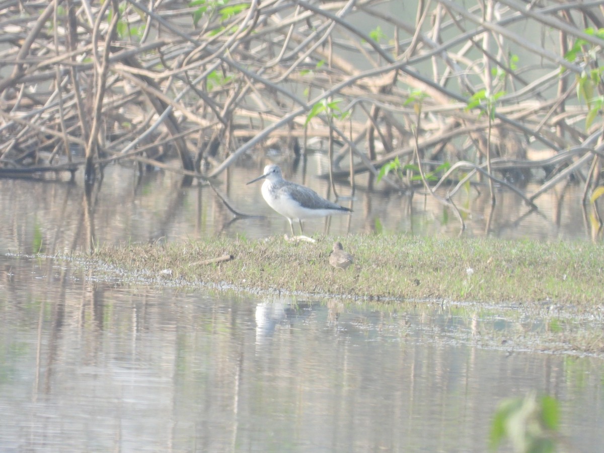 Common Greenshank - ML616535801