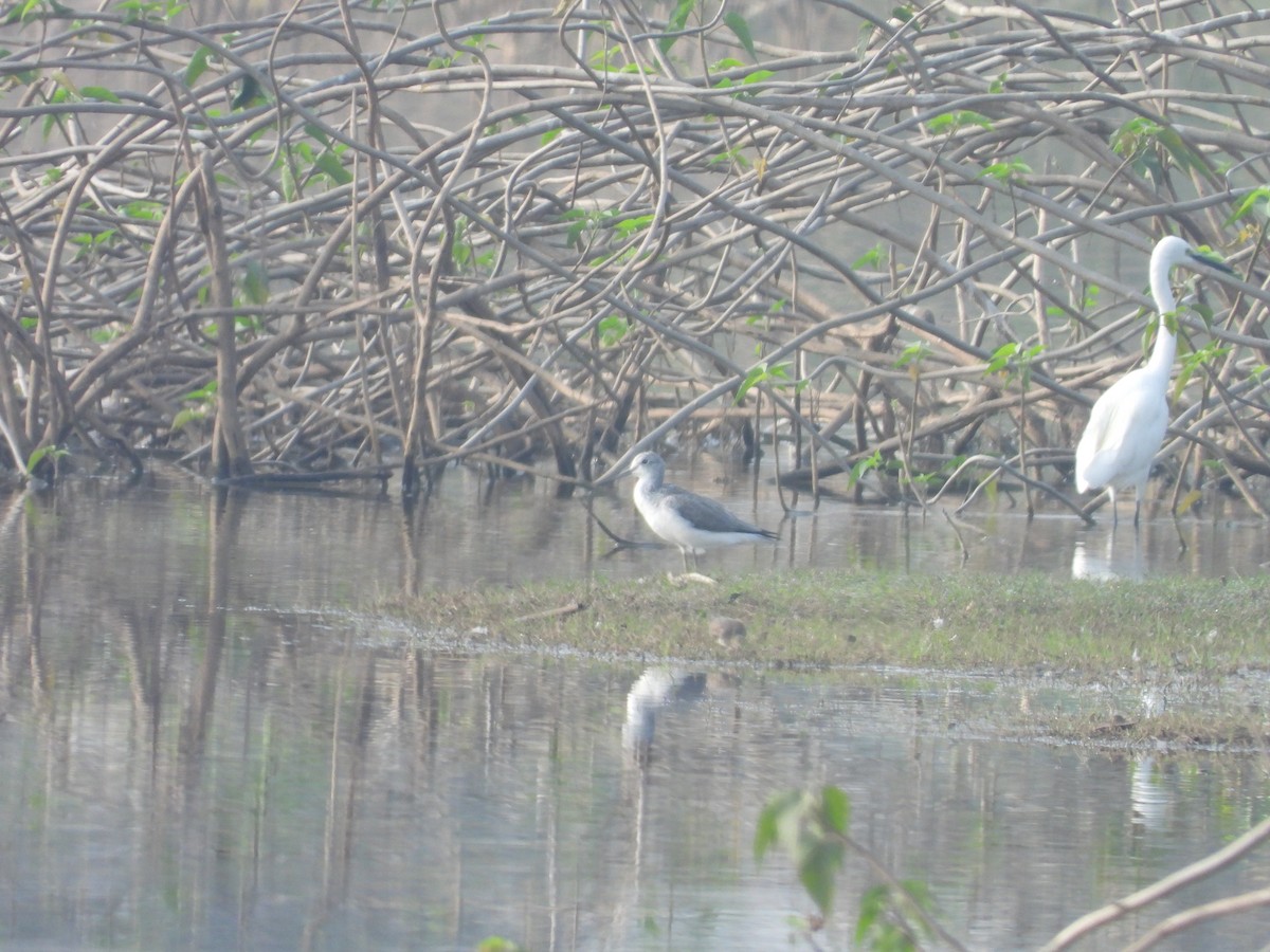 Common Greenshank - Hakimuddin F Saify