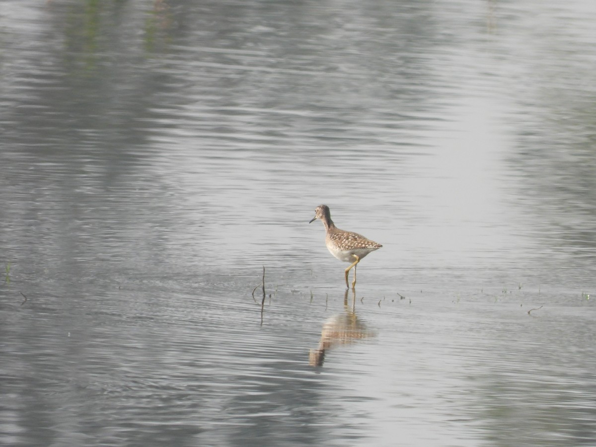 Bruchwasserläufer - ML616535808