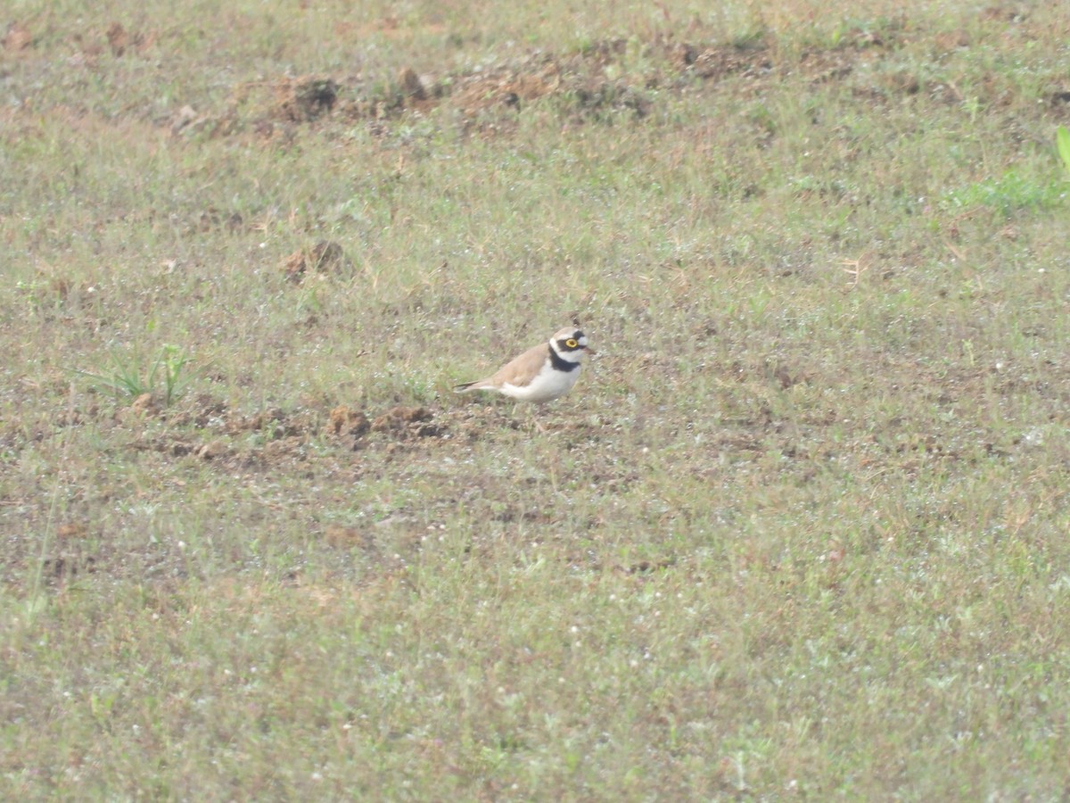 Little Ringed Plover - ML616535825