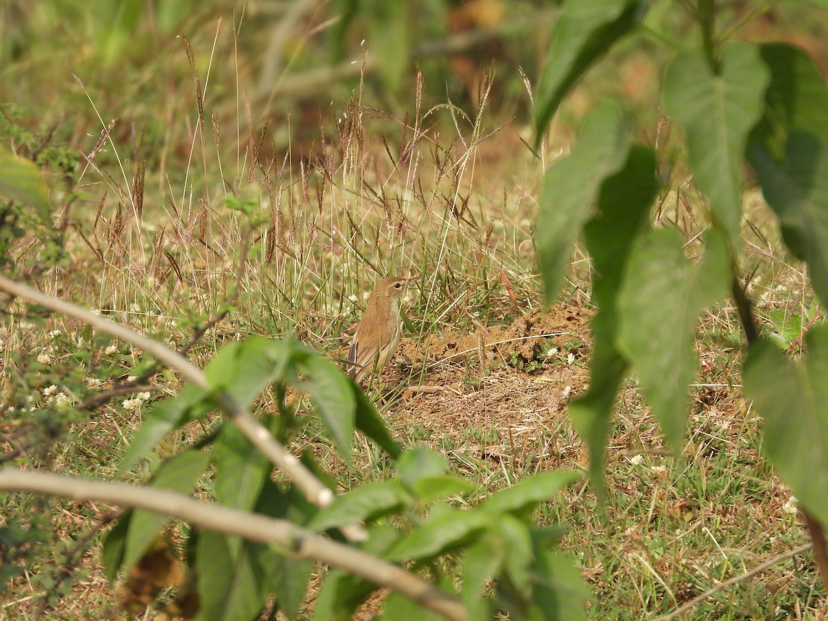 Booted Warbler - ML616535851