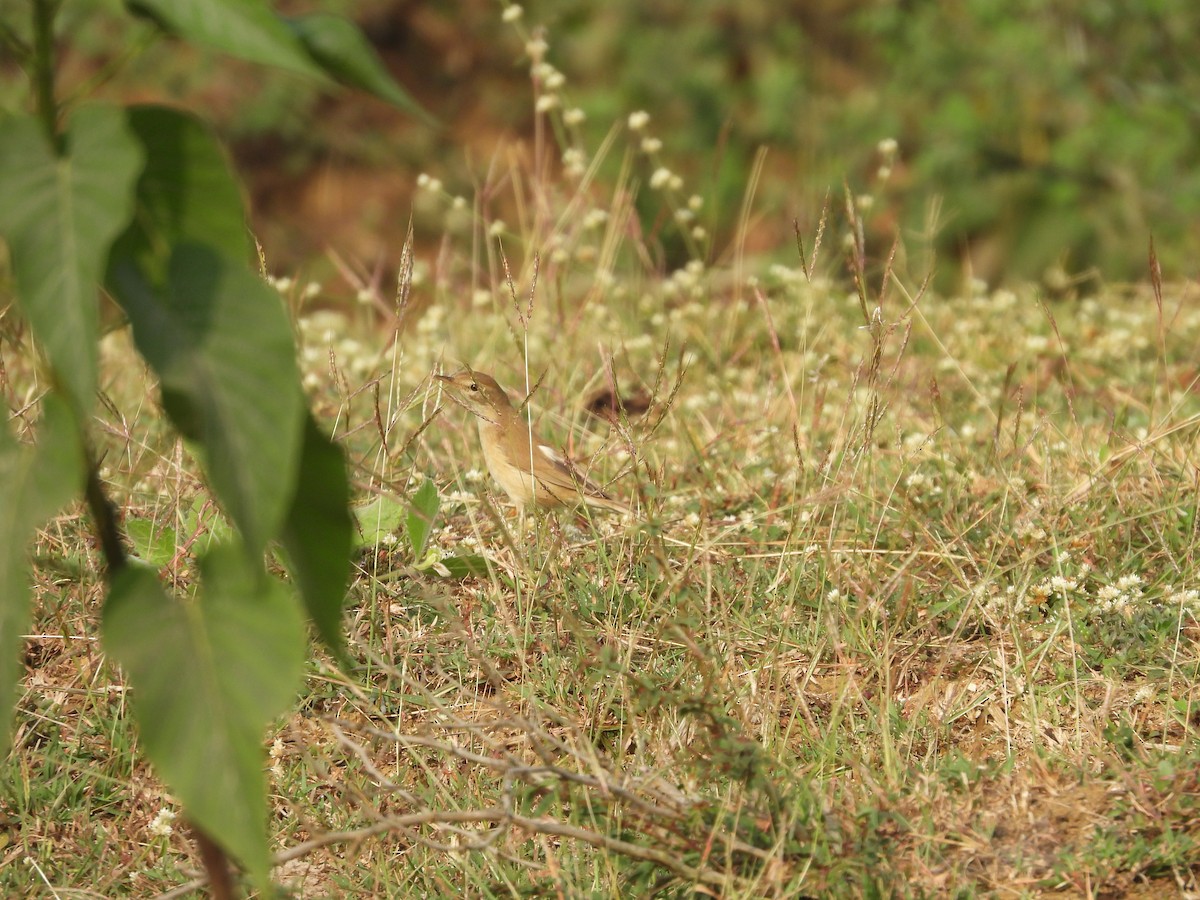 Booted Warbler - ML616535852