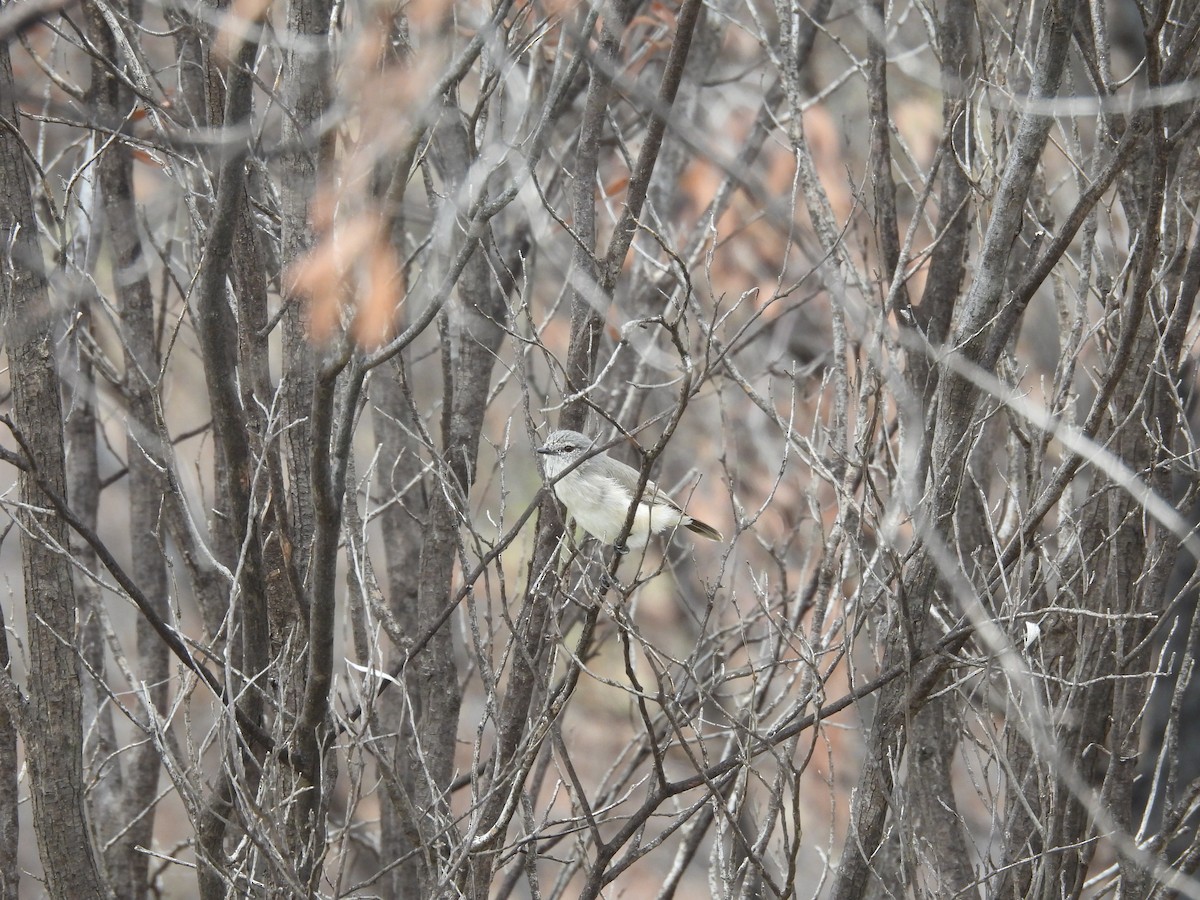 Slaty-backed Thornbill - ML616535855