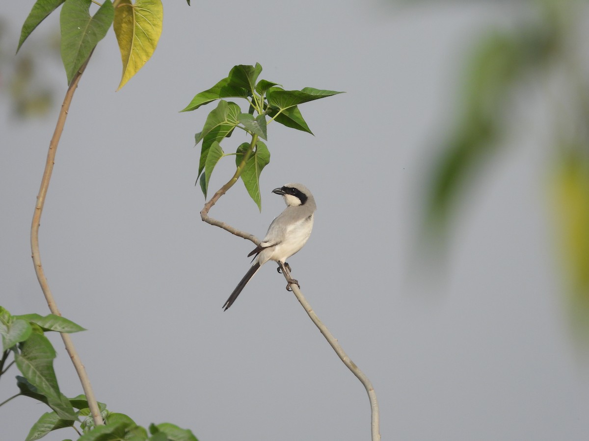 Great Gray Shrike - Hakimuddin F Saify