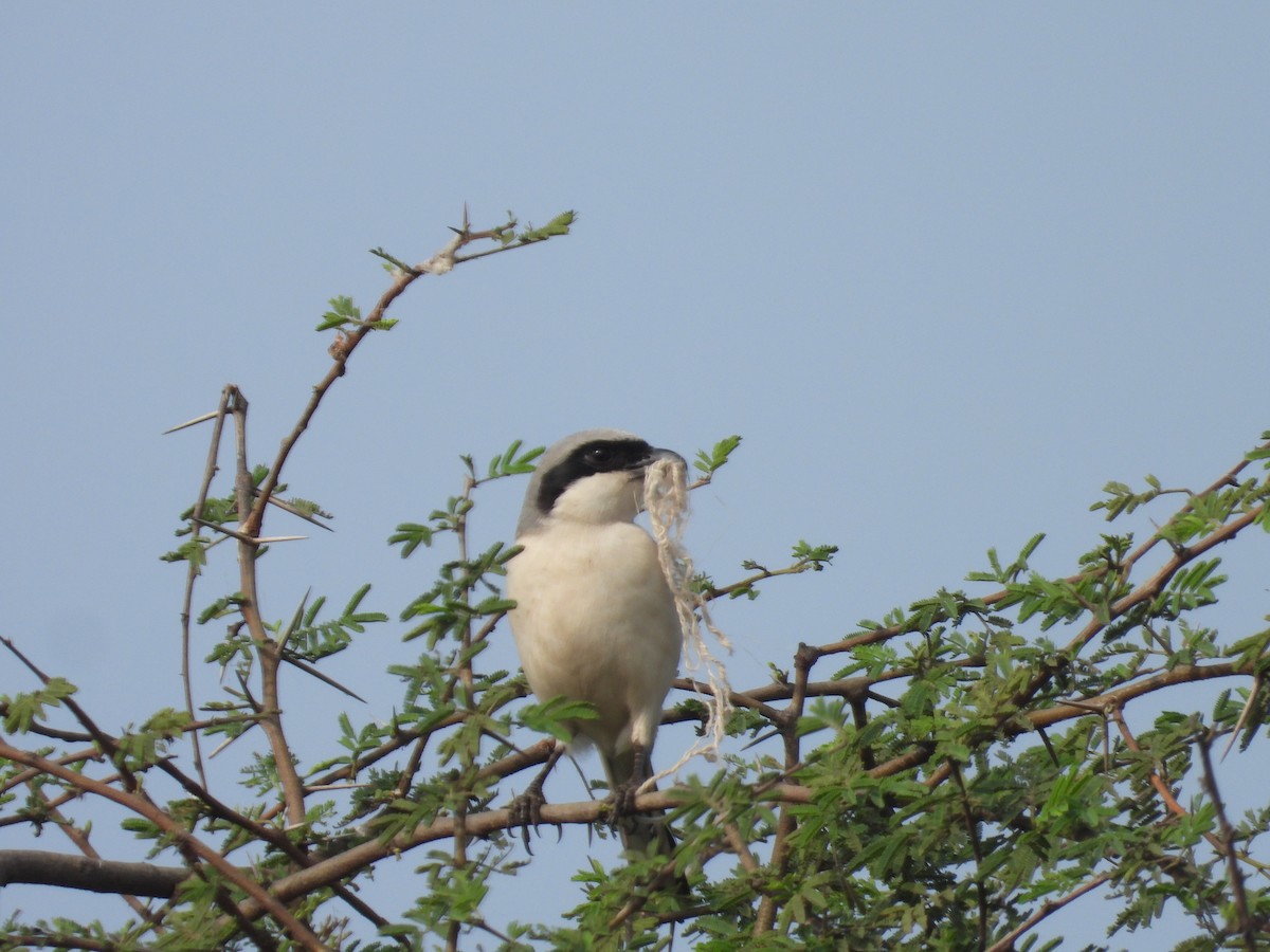 Great Gray Shrike - ML616535872