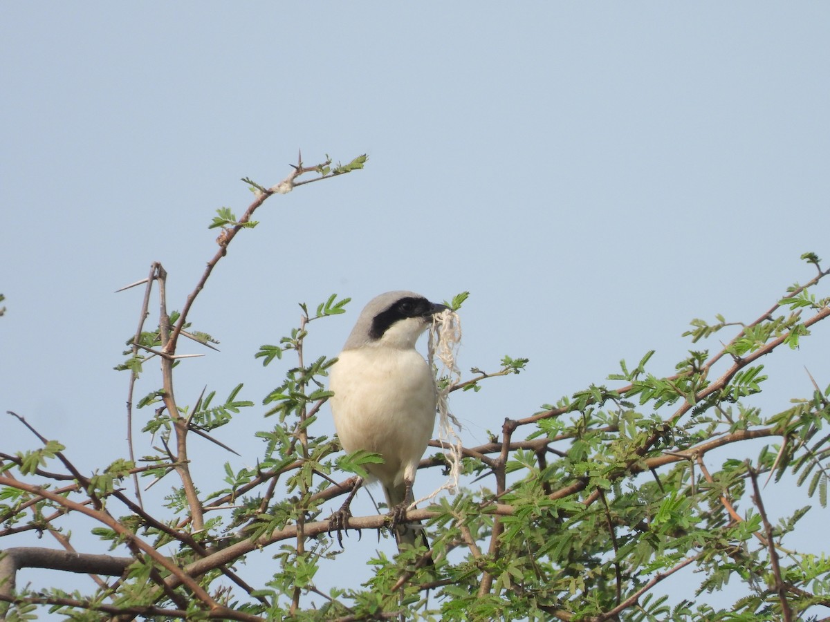 Great Gray Shrike - ML616535873