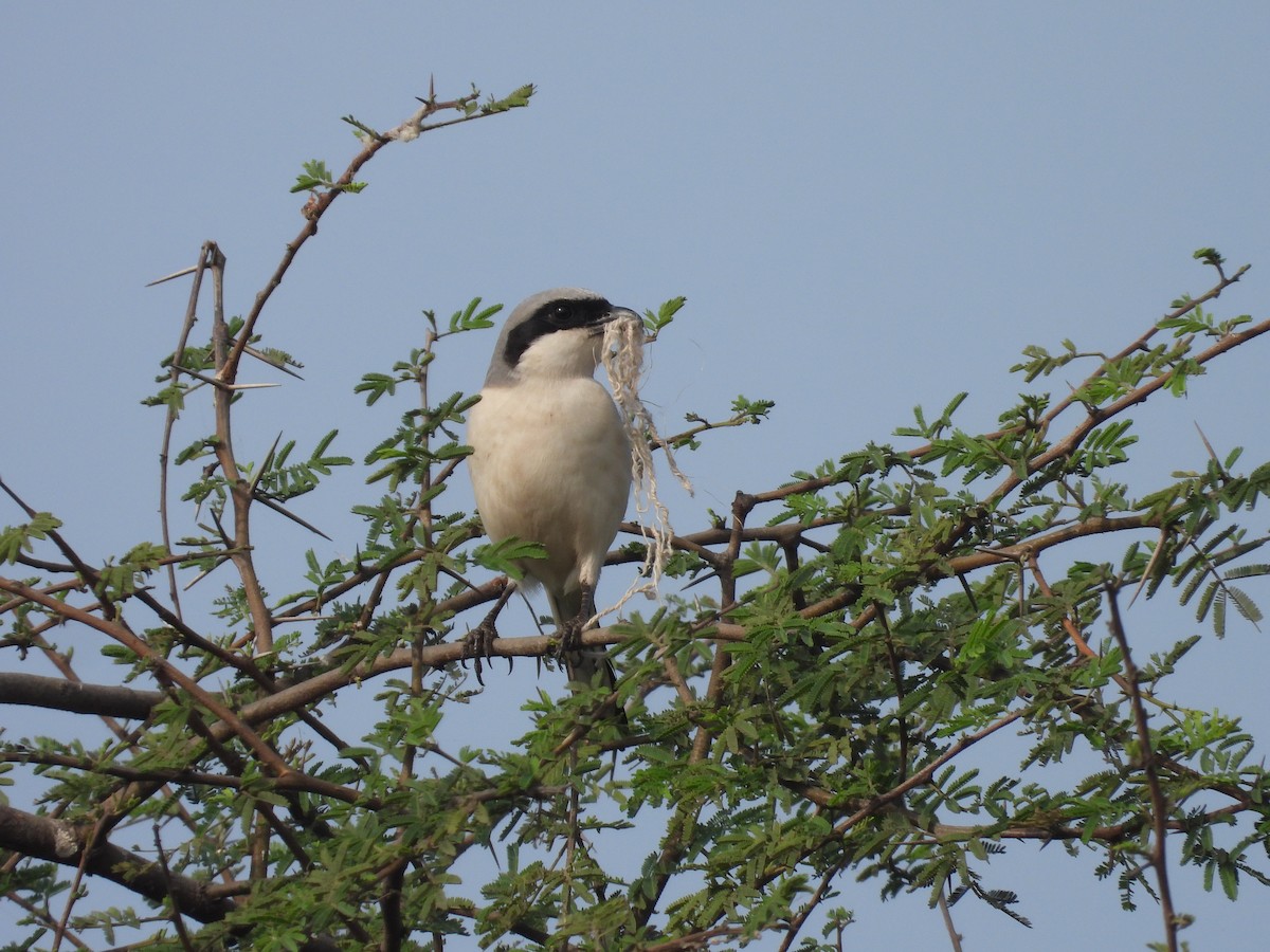 Great Gray Shrike - ML616535875