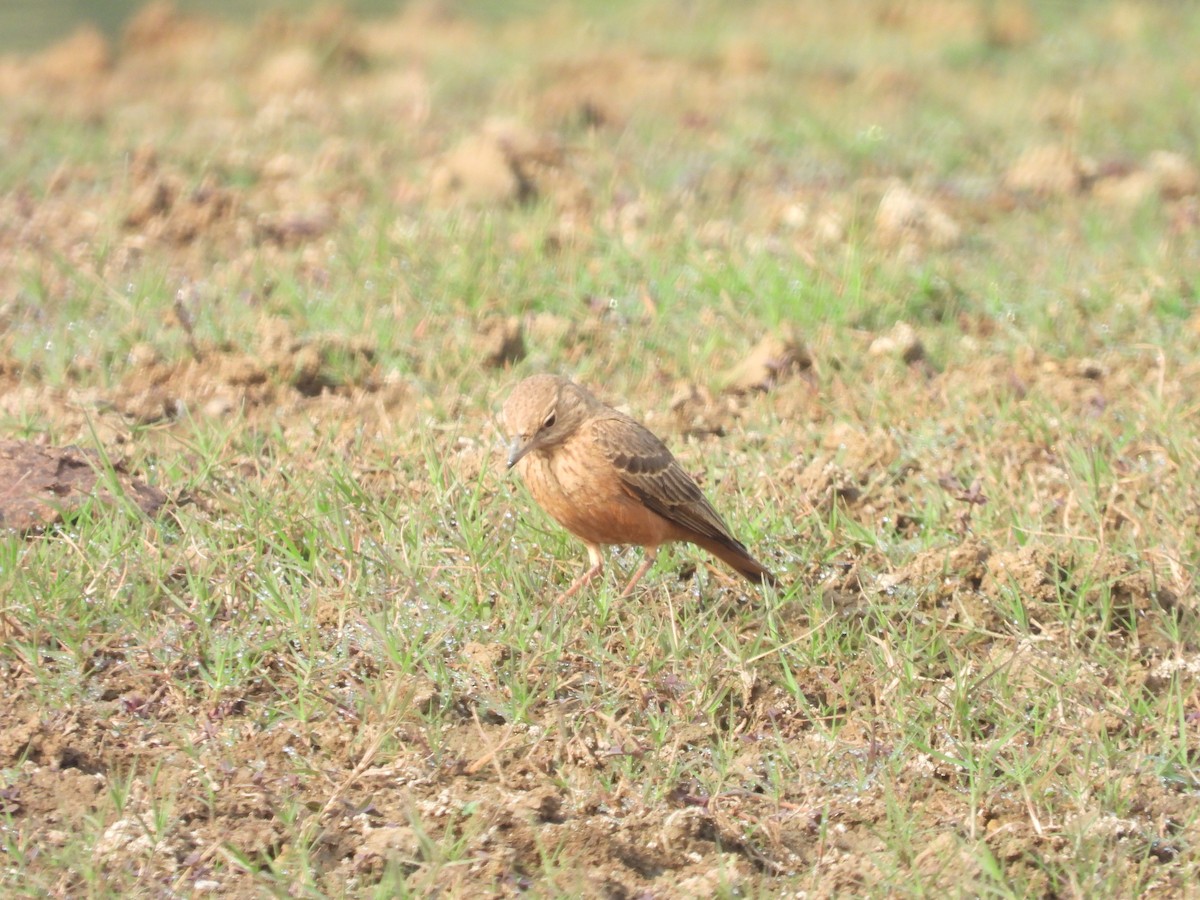 Rufous-tailed Lark - ML616535878