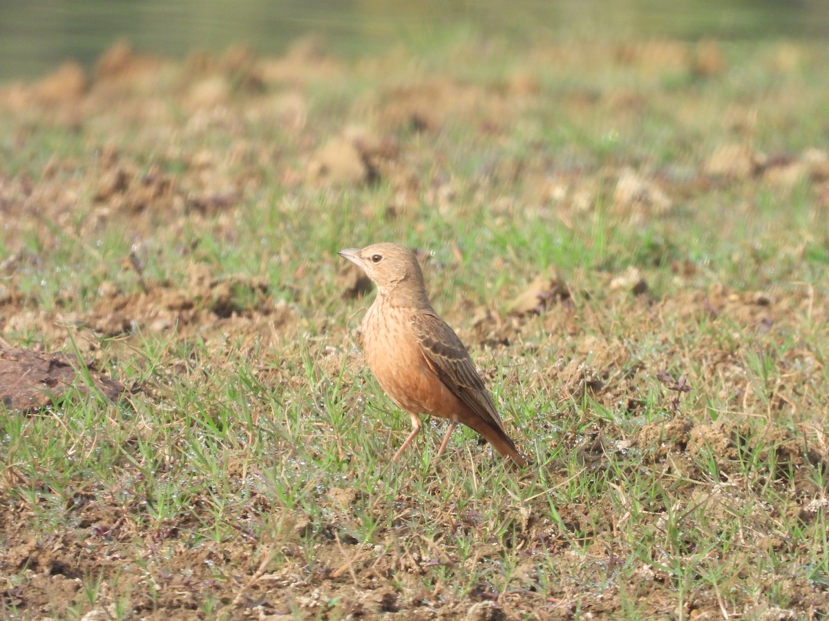 Rufous-tailed Lark - Hakimuddin F Saify