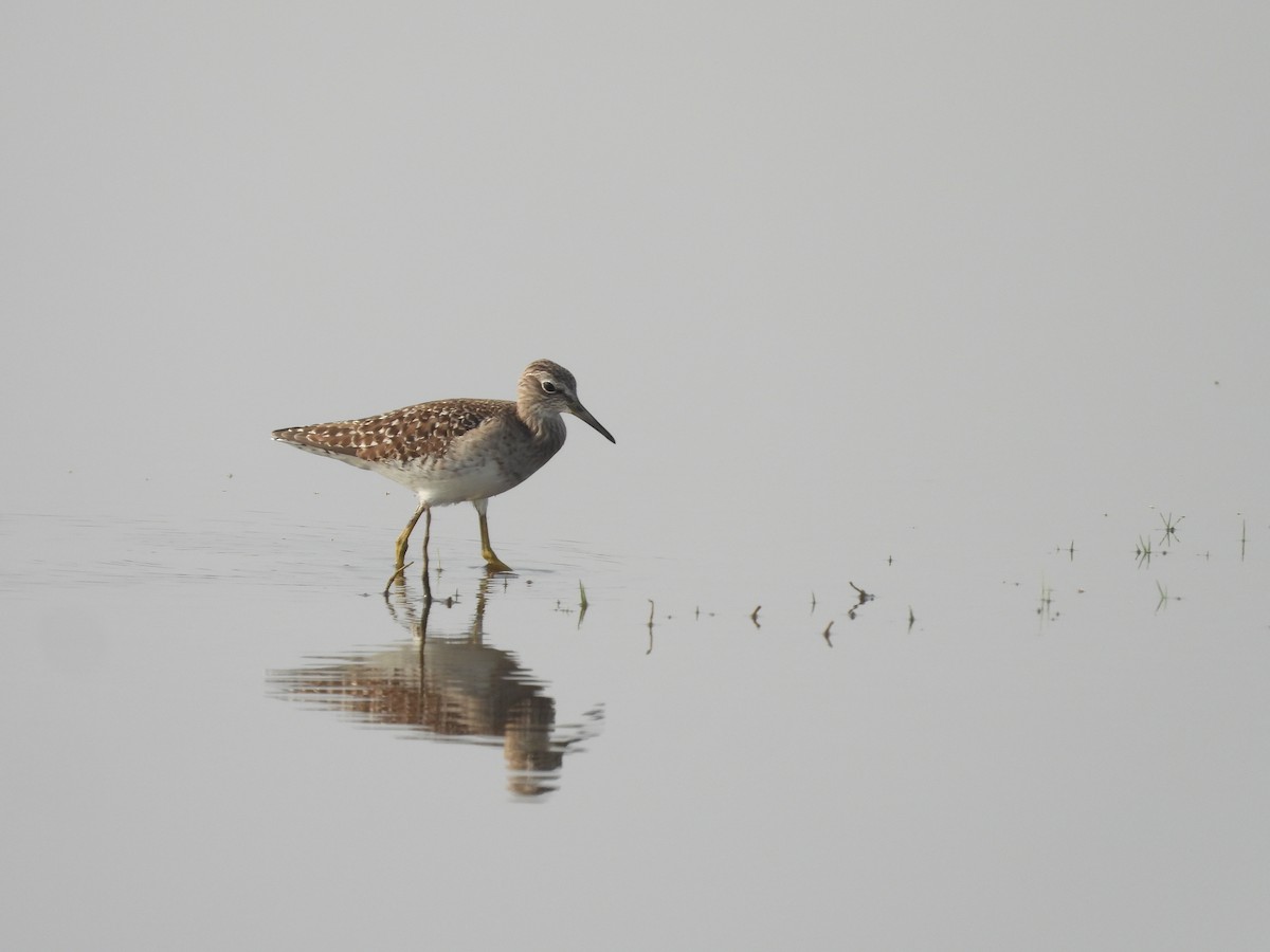 Wood Sandpiper - Hakimuddin F Saify