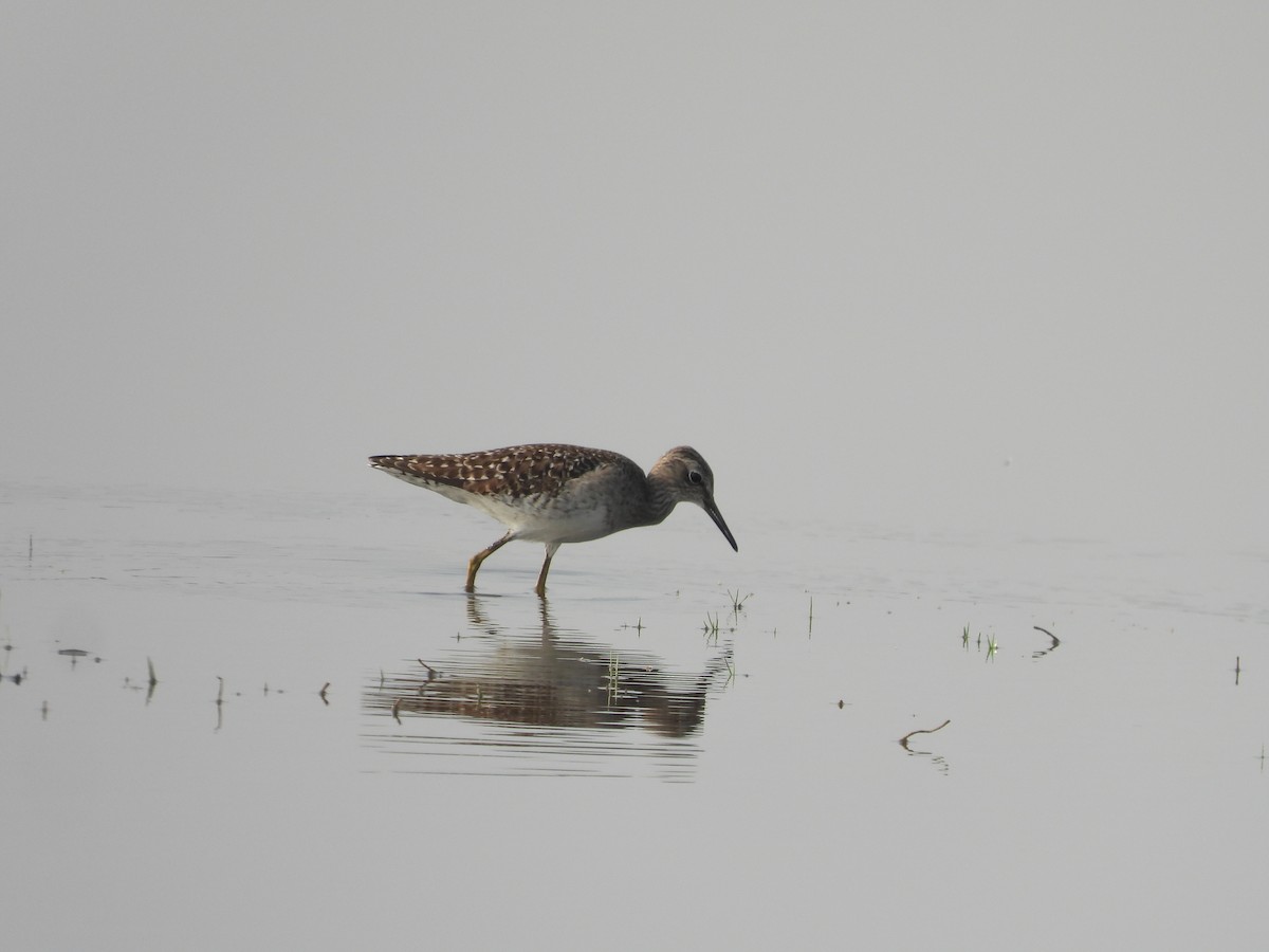 Wood Sandpiper - ML616535882