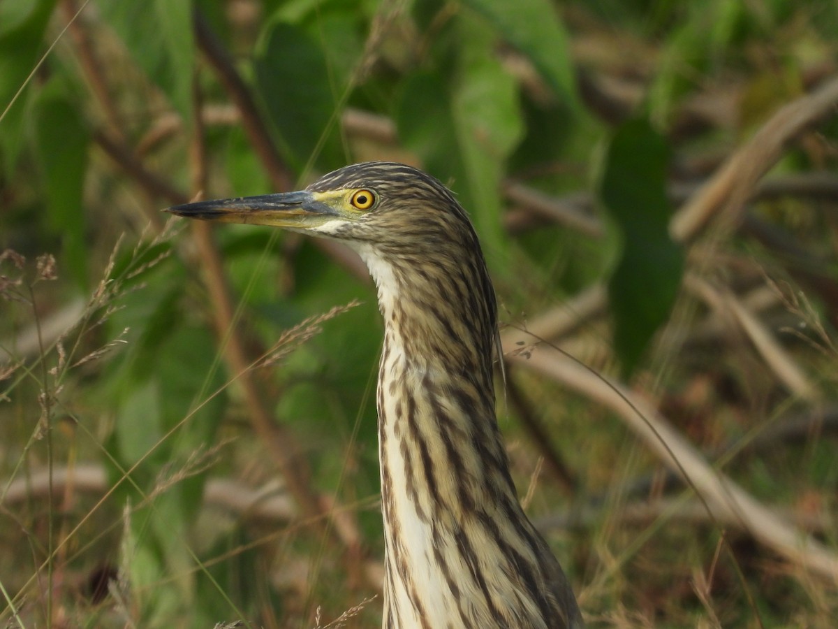 Indian Pond-Heron - Hakimuddin F Saify