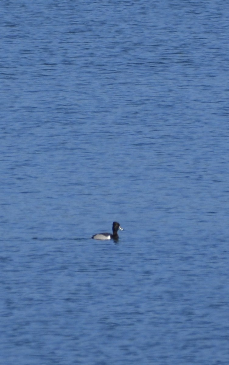 Ring-necked Duck - Vanessa Hum