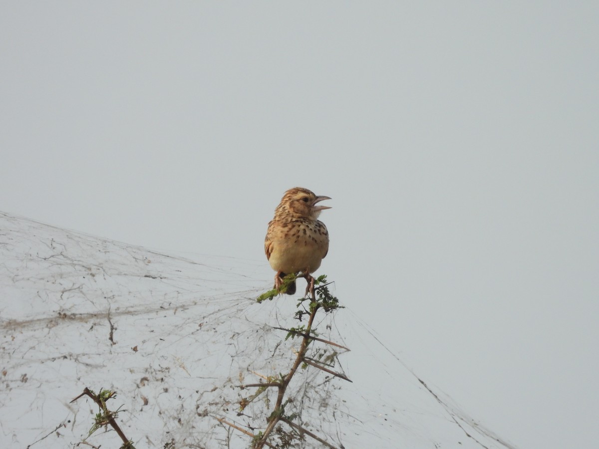 Indian Bushlark - Hakimuddin F Saify