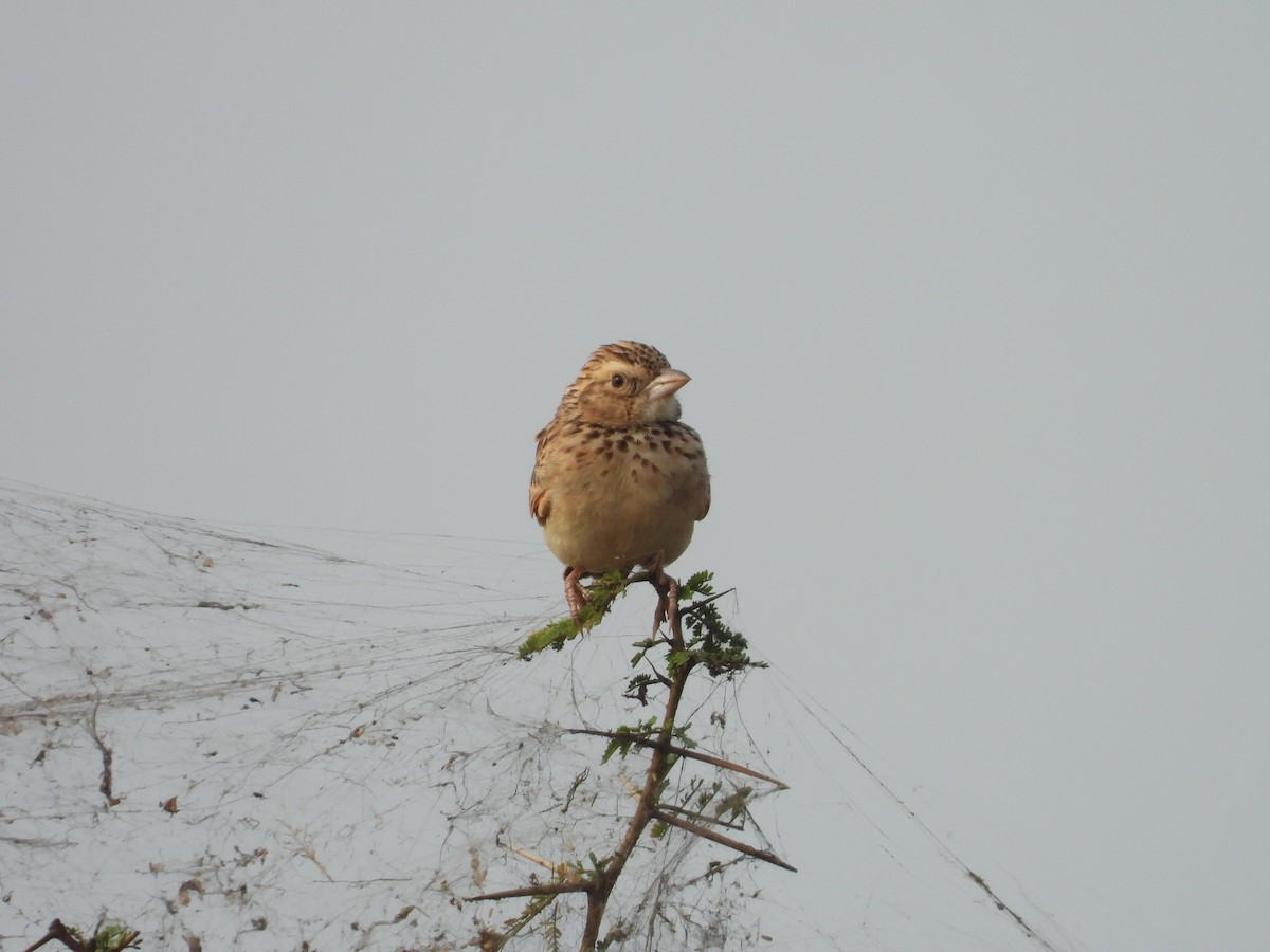 Indian Bushlark - ML616535905