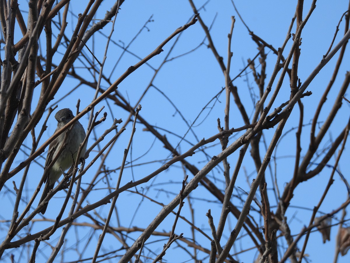 Gray Flycatcher - ML616535915