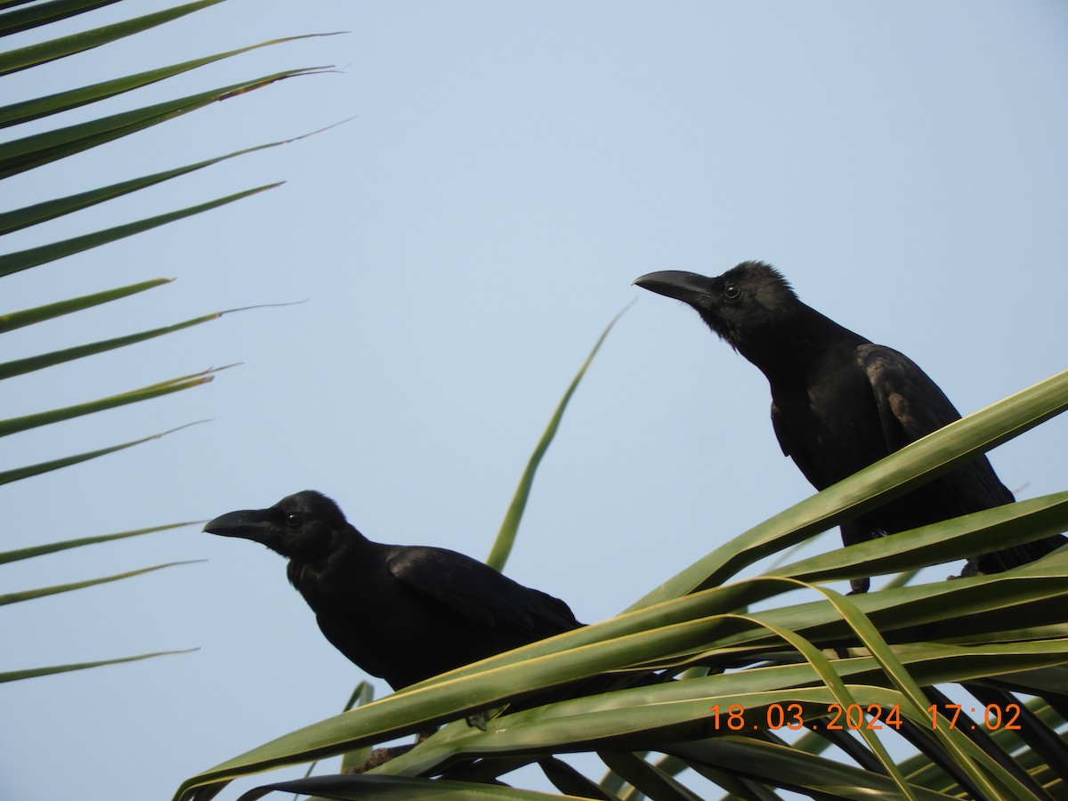 Large-billed Crow - ML616535945