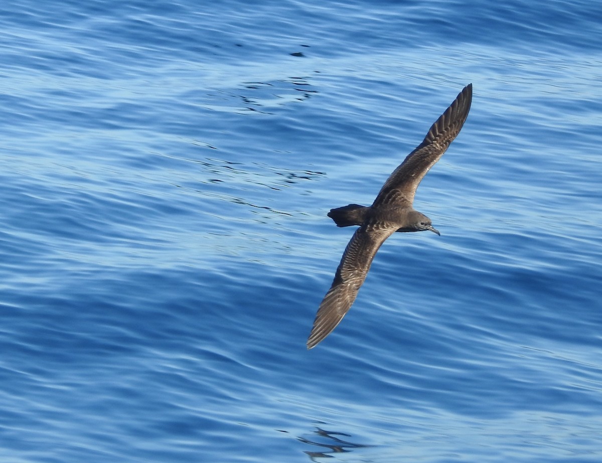 Wedge-tailed Shearwater - ML616535953