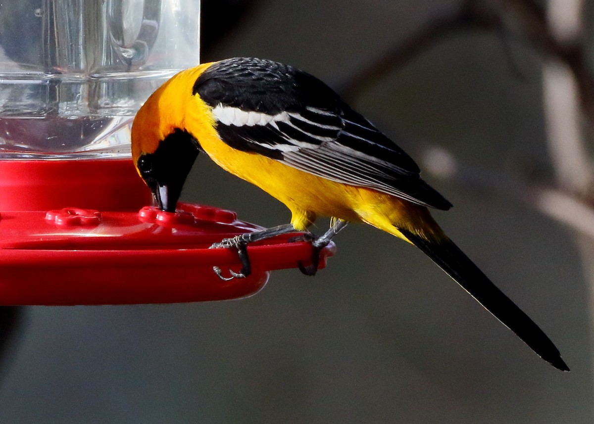 Hooded Oriole - ML616535954