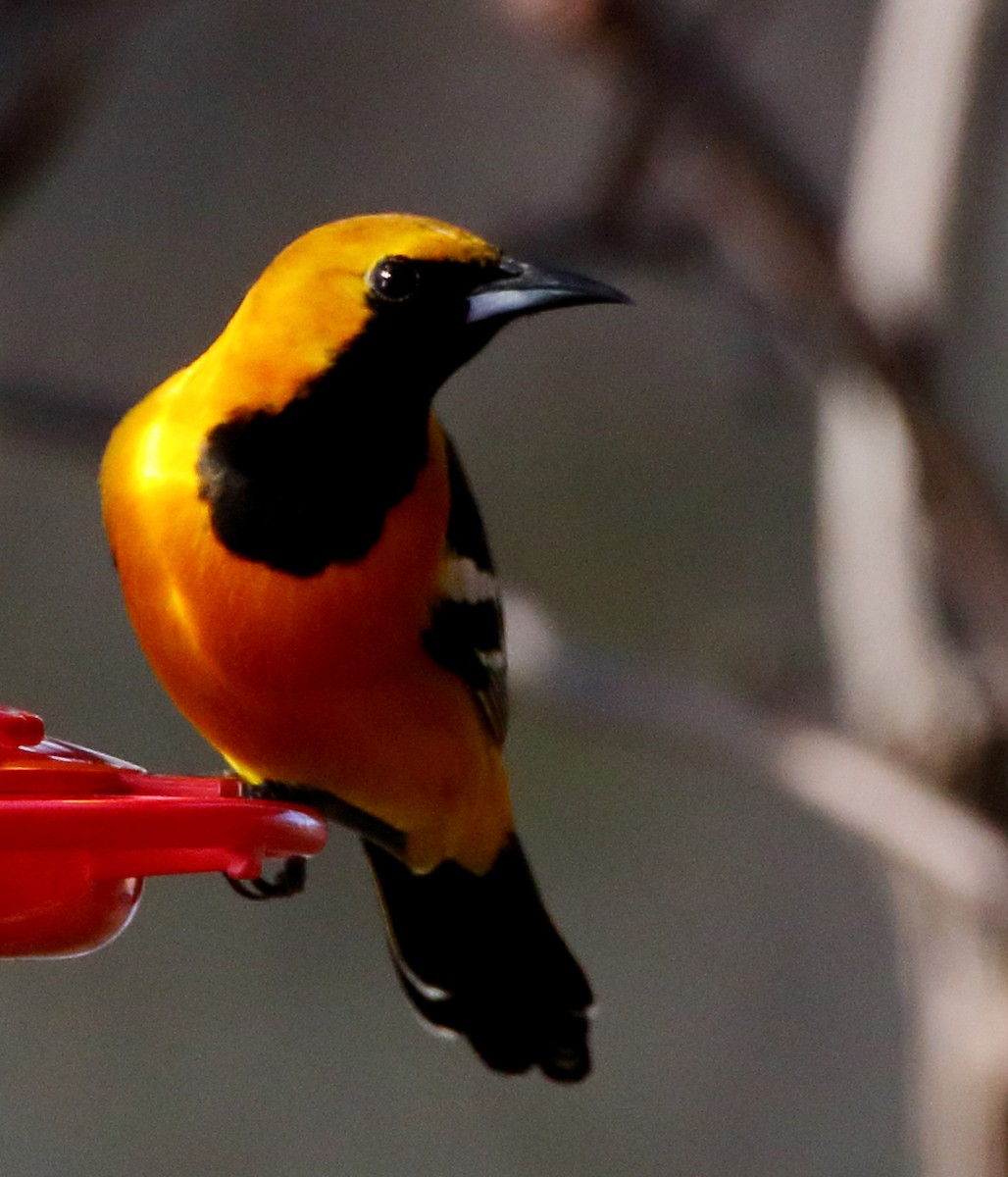 Hooded Oriole - ML616535955