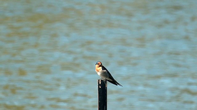 Golondrina Australiana - ML616535998