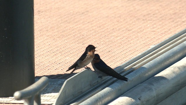 Golondrina Australiana - ML616535999