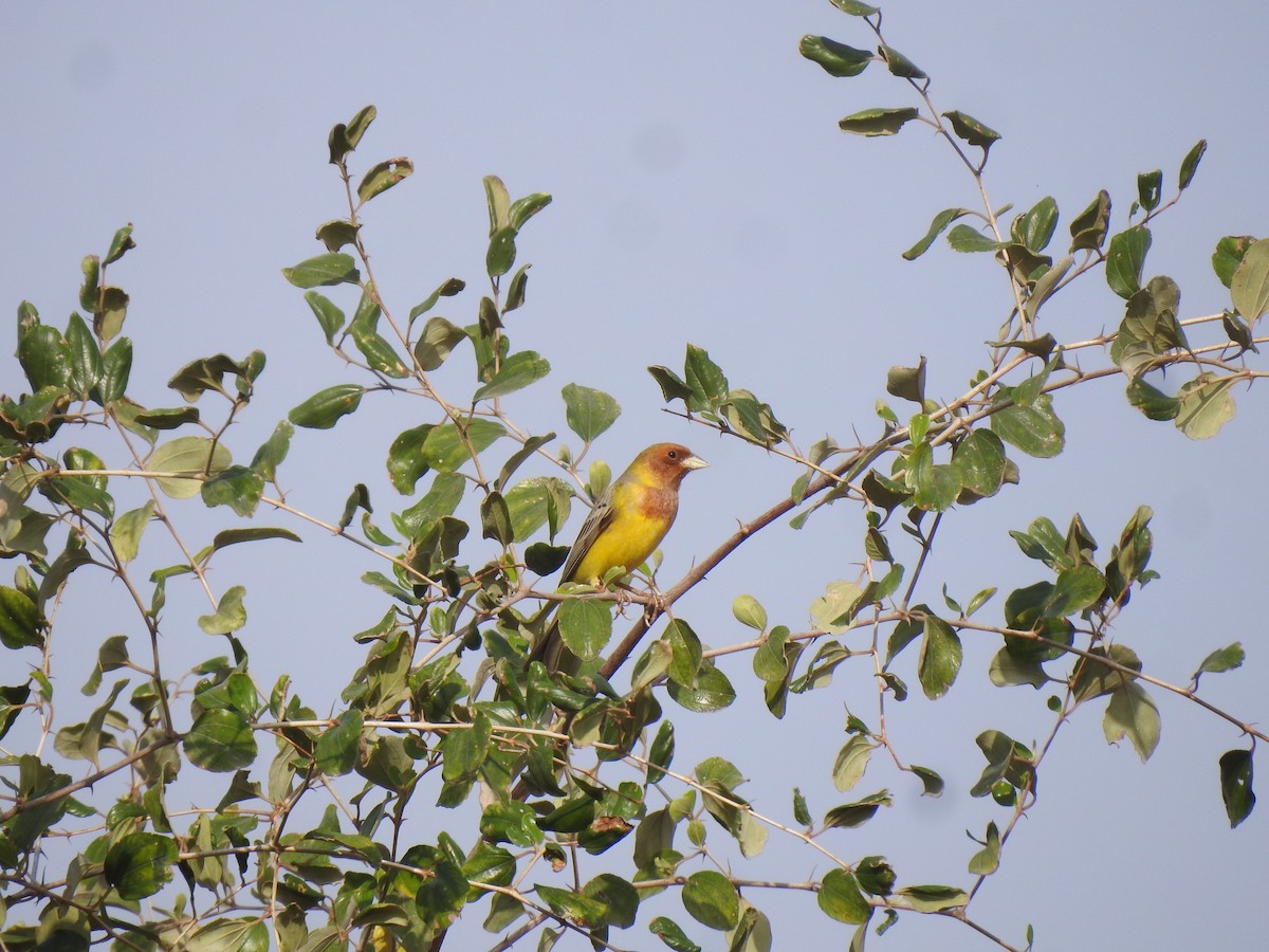 Red-headed Bunting - Ranjeet Singh