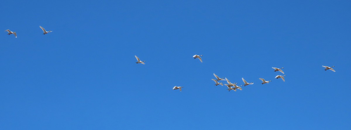 Tundra Swan - ML616536018