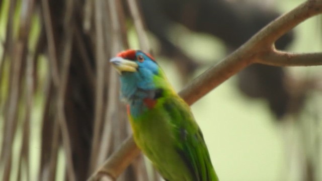 barbet modrolící - ML616536027