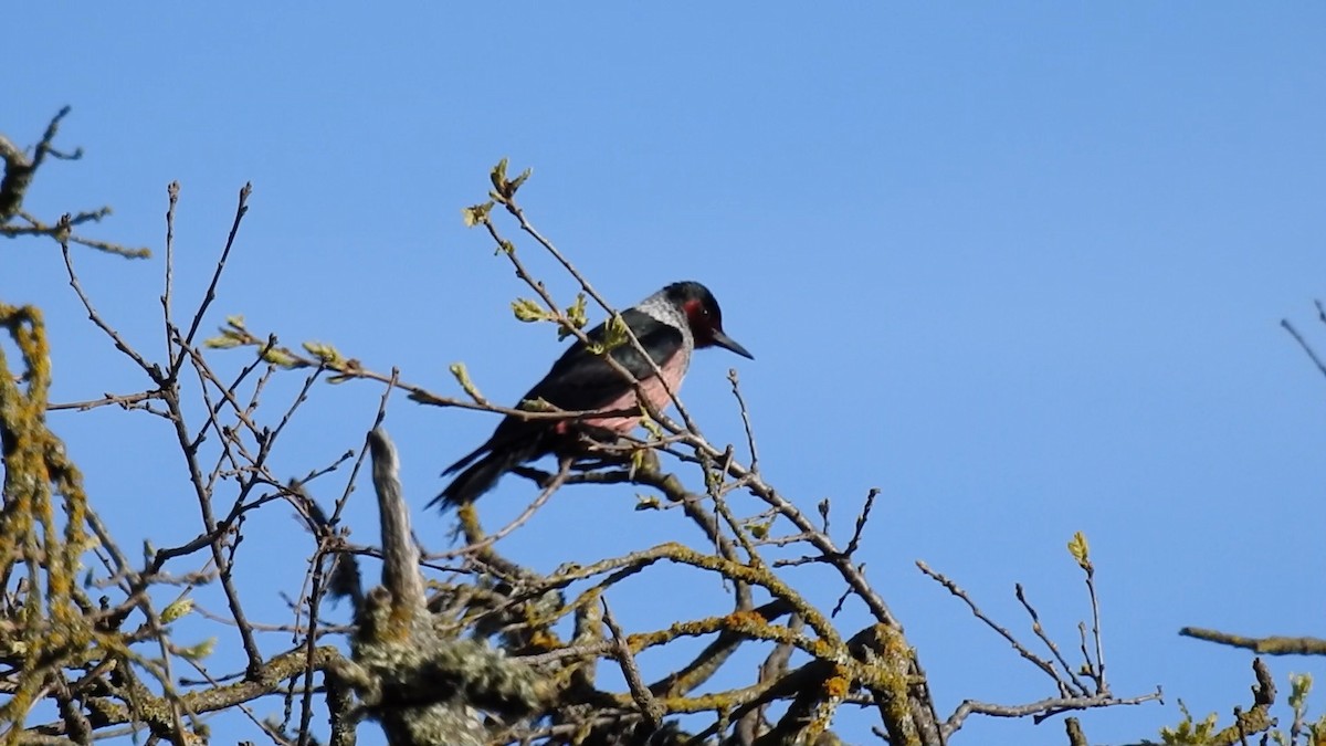 Lewis's Woodpecker - ML616536039