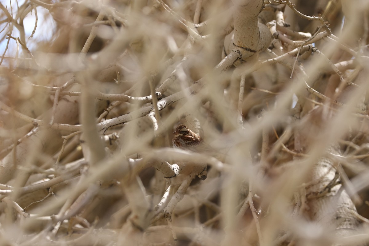 Rustic Bunting - Padma Gyalpo