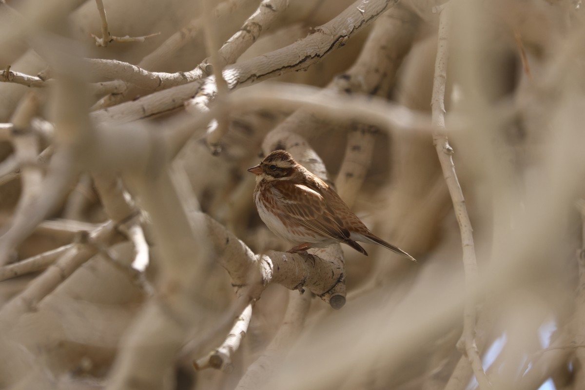 Rustic Bunting - Padma Gyalpo