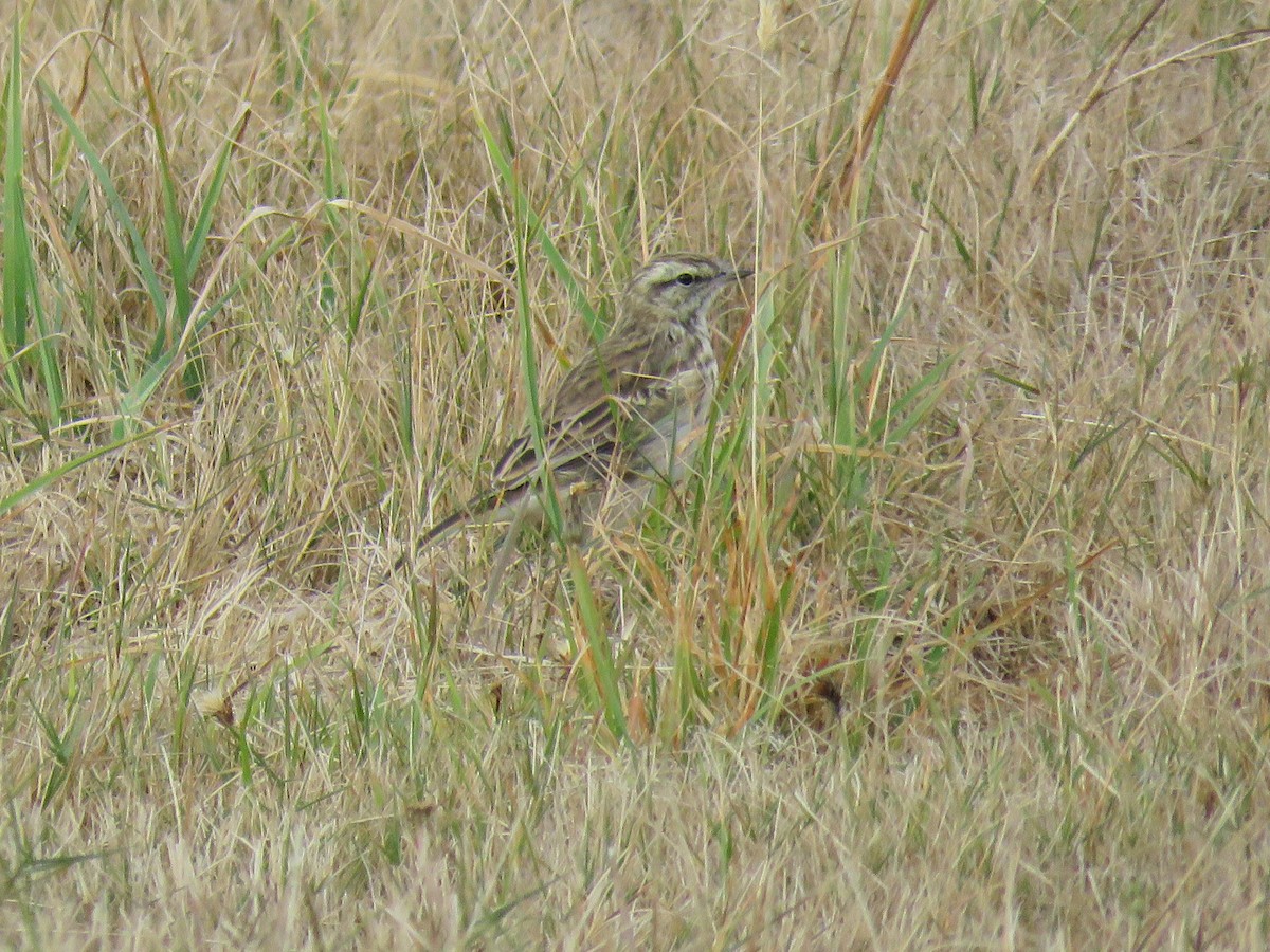 New Zealand Pipit - ML616536076