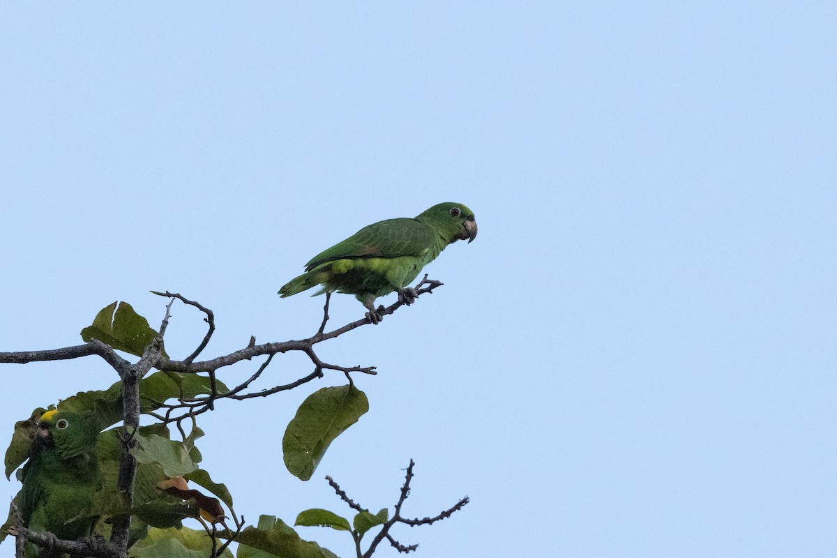 Yellow-crowned Parrot - ML616536112